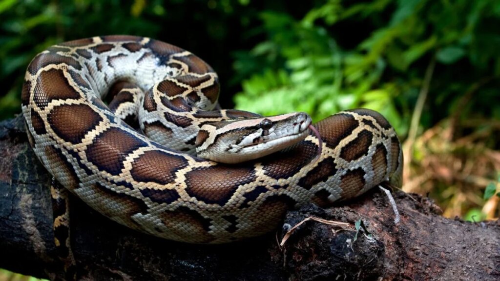 Python Blood Could Launch the Next Big Breakthrough in Weight Loss Python Blood Could Launch the Next Big Breakthrough in Weight Loss
