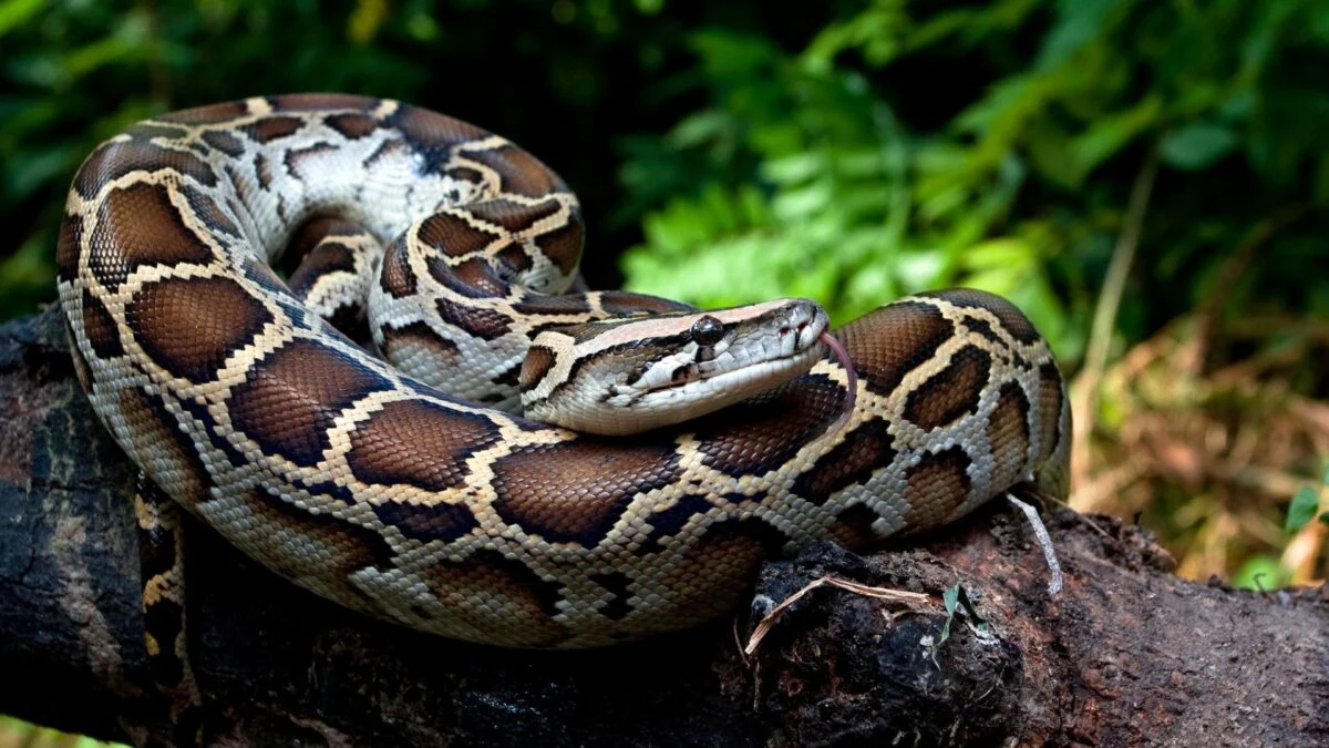 Python Blood Could Launch the Next Big Breakthrough in Weight Loss