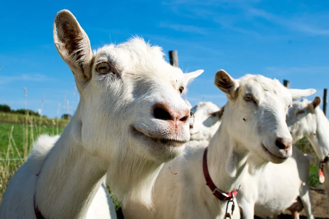 The first thing vibe coding creates is trust. • The Register